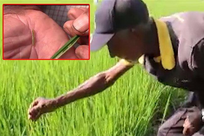 Paddy farmers face new crisis as unidentified worm species devastate crops