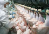 Sri Lanka to export poultry to China