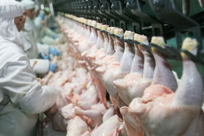 Sri Lanka to export poultry to China