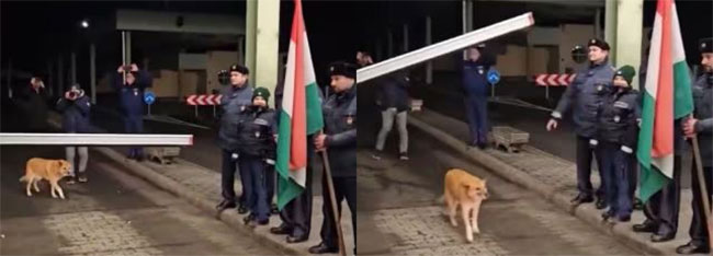 Stray dog first to cross border as Romania, Bulgaria join Schengen Zone