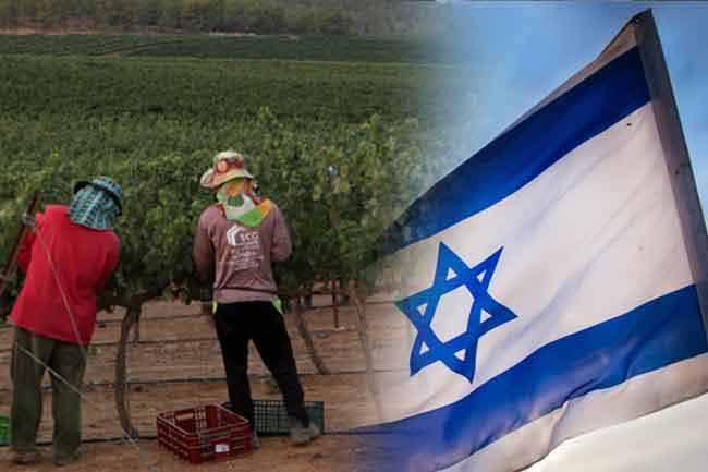 SLBFE clarification on physical fitness test for Israeli agricultural jobs