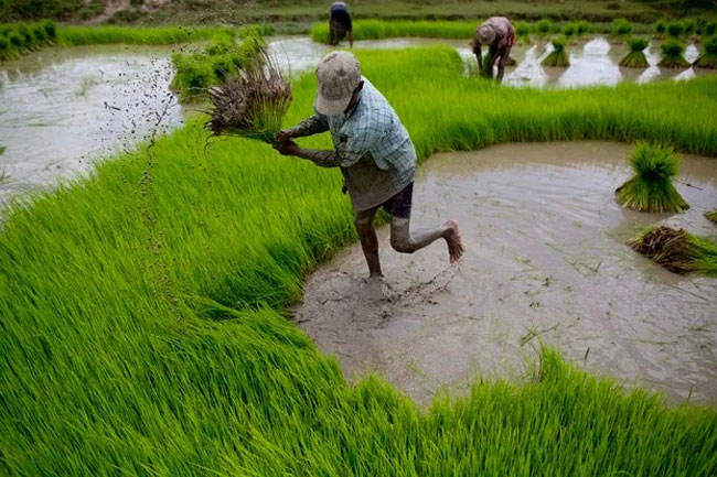 Compensation for flood-damaged crops to be paid by month-end  