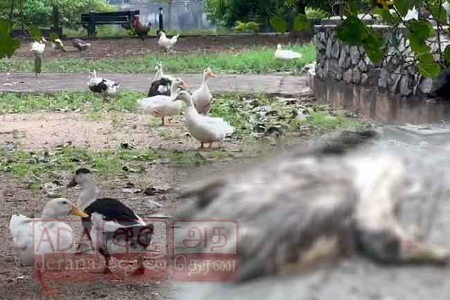 Investigations underway into cause of animal deaths at Beira Lake