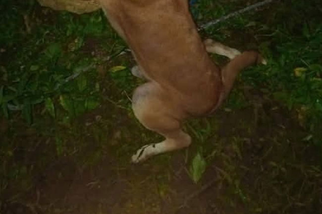 Woman arrested for brutally strangling dog to death in Mankulam