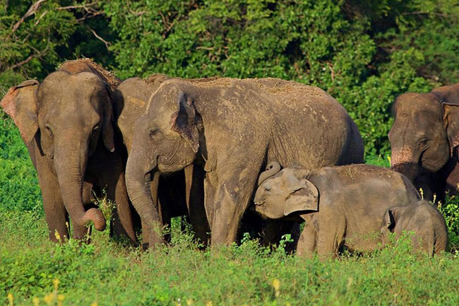 Sri Lankas wild elephant deaths drop in 2024