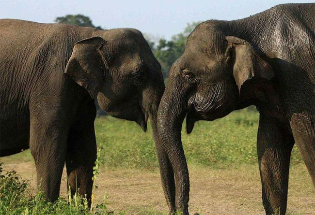 Sri Lanka plans elephant corridors to curb human-elephant conflict - report