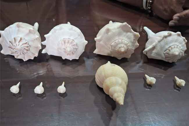 Suspect arrested with 10 rare conch shells worth over Rs. 1 million