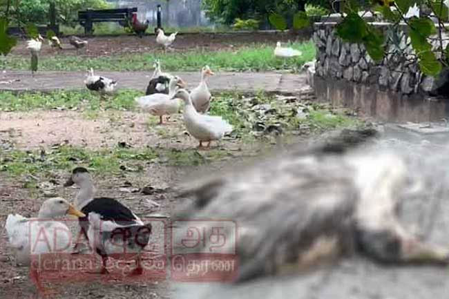 CMC begins antibiotic vaccinations to animals after Beira Lake duck deaths