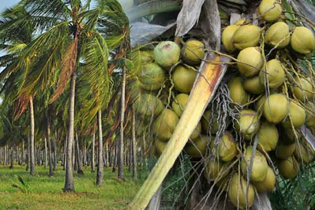 Sri Lanka targets 2.5 million new coconut plants in 2025