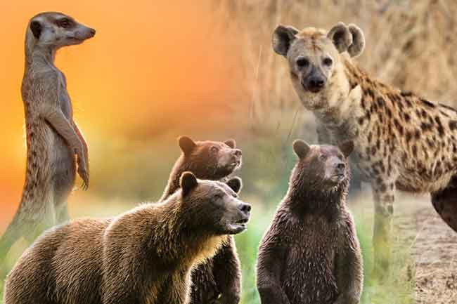 Sri Lanka receives bears, hyenas, and meerkats from UAE for zoo exhibitions