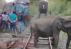 Elephant death toll in Meenagaya train accident climbs to 6