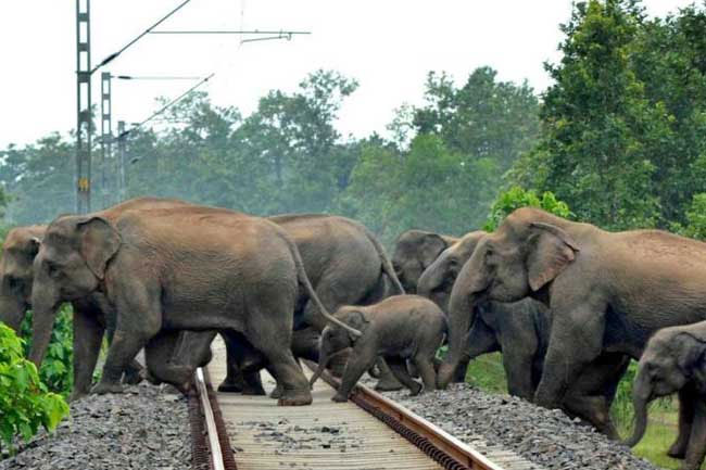 Govt. to implement urgent actions to prevent elephanttrain collisions