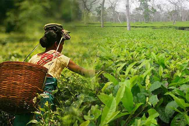 Govt to implement key measures to revitalize Sri Lankas tea industry