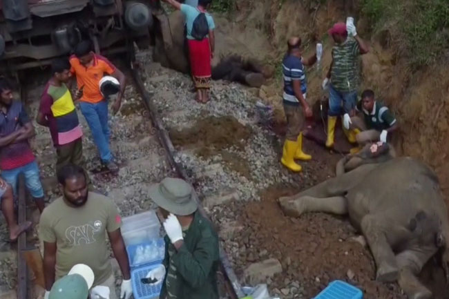 Gal Oya train-elephant collision: Meenagaya train operated by unauthorized driver?