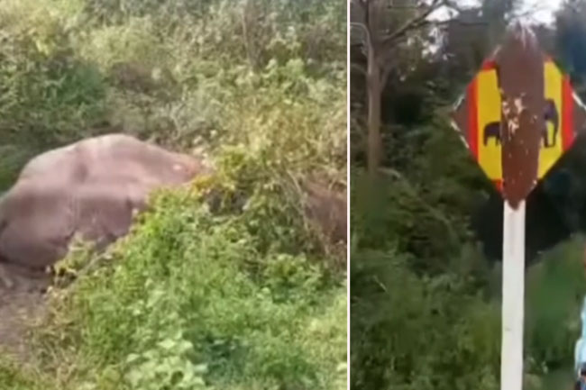 Elephant critically injured after train collision in Manampitiya