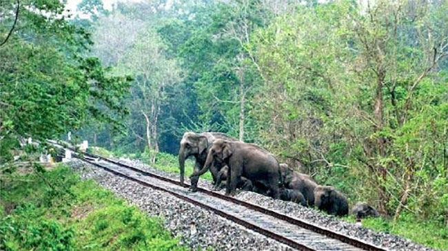 Petition filed seeking action to prevent elephant-train collisions