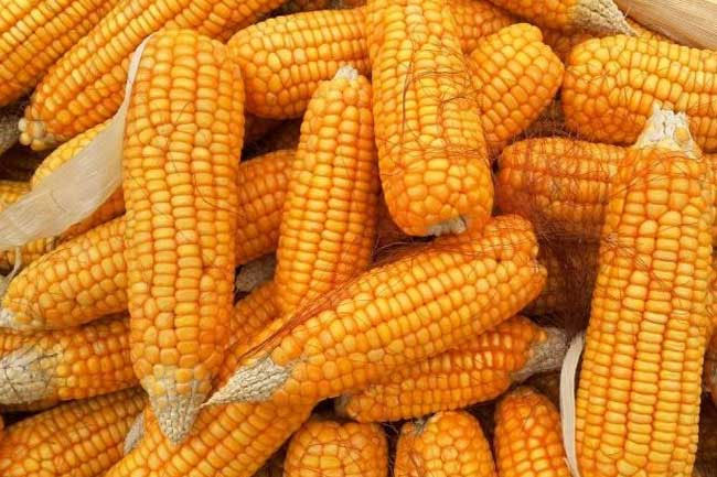 Sri Lanka to resume maize imports 