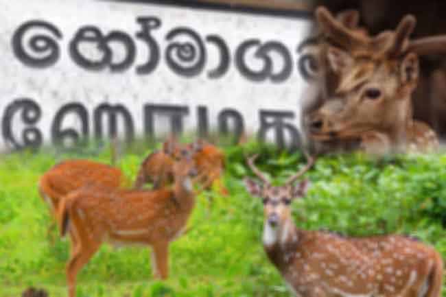 Homagamas growing deer population to be relocated to suitable habitat