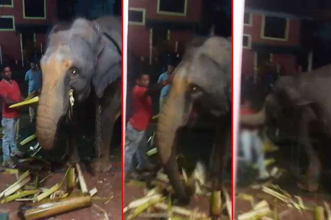 Elephant attacks person after Hindu temple procession in Kotagala