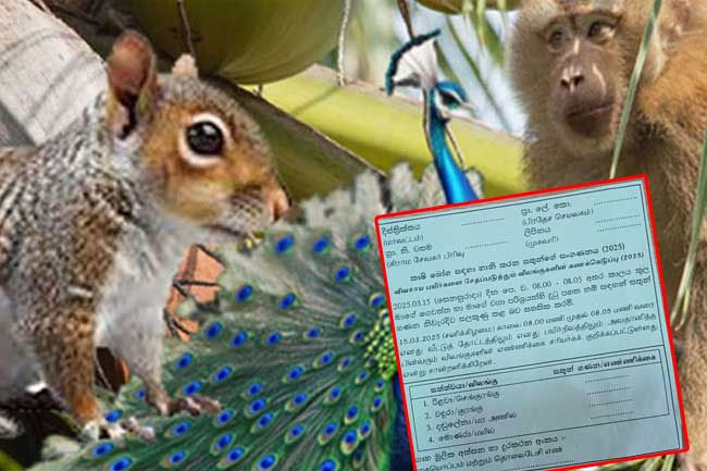 Sri Lanka gears up for its first ever animal census