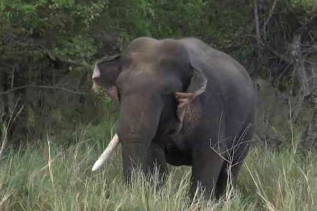 ‘Unicorn’ tusker shot dead in Minneriya, Minister reveals