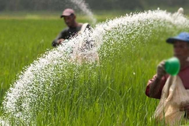 Cabinet approves fertilizer subsidies for 2025 Yala season