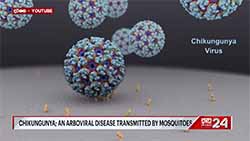 Sri Lanka seeing an uptick in Chikungunya cases  Health Officials (English)