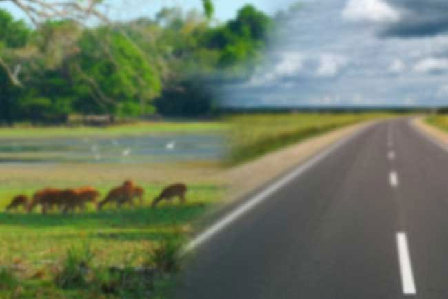 Proposed road through Wilpattu National Park will not go ahead, court told