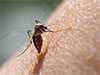 Bangladesh to adopt Sri Lankan model for dengue elimination - report