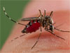 Over 19,000 dengue cases reported in Sri Lanka so far this year