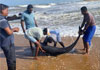 Dolphins wash ashore in Kalutara