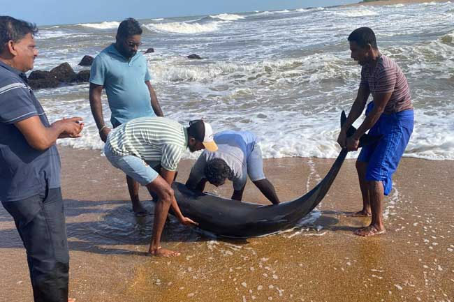 Dolphins wash ashore in Kalutara