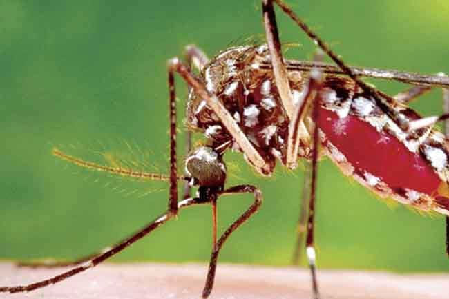 Spike in dengue and chikungunya cases in Sri Lanka