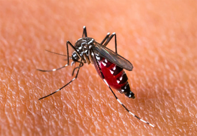 Cases of dengue and chikungunya on the rise, Dy Health Minister