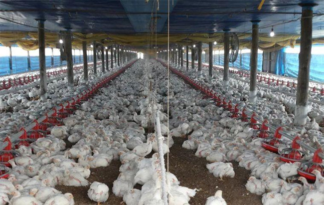 Bird Flu: Several countries halt poultry imports from Brazil