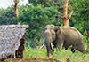 Measures needed to be taken to address human-elephant conflict discussed