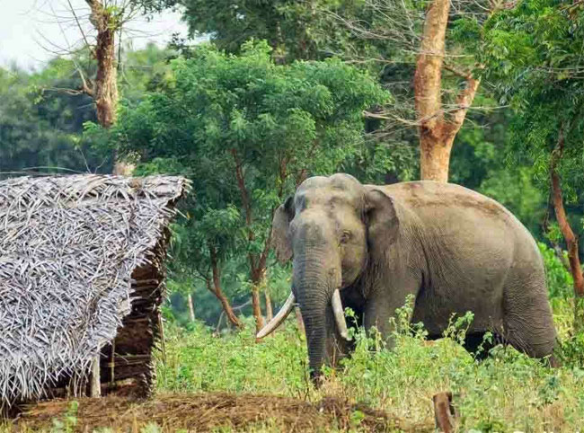 Measures needed to be taken to address human-elephant conflict discussed