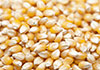 18,000 MT of maize to be imported for Thriposha production 