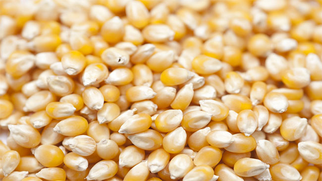 18,000 MT of maize to be imported for ‘Thriposha’ production