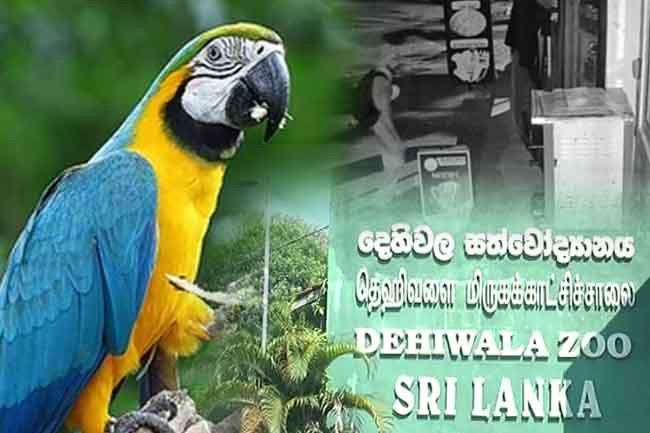 Blue-and-yellow Macaw stolen from Dehiwala Zoo for second time