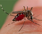 Over 25,000 dengue cases reported so far this year