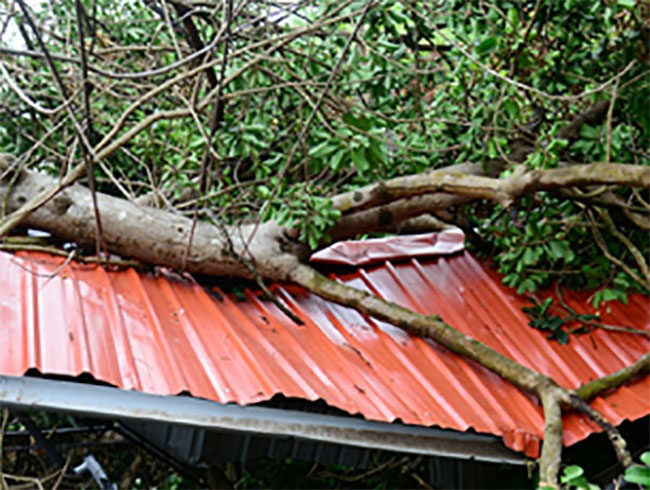 Student dead, 16 injured after tree falls on school building in Balangoda 