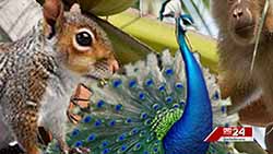 National Animal Census report released (English)