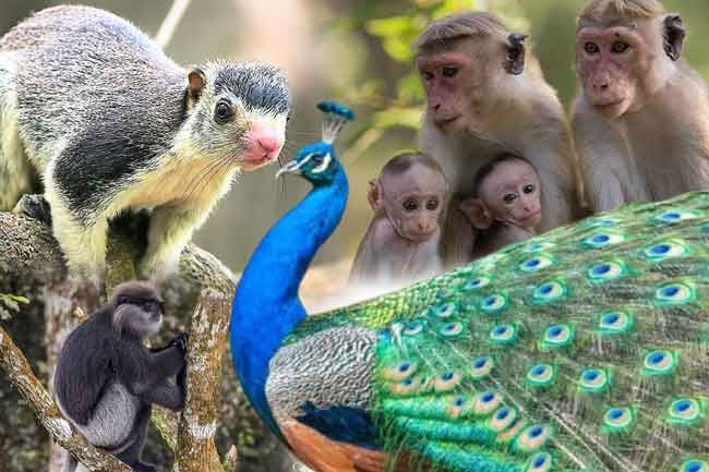 Agri Ministry issues recommendations based on National Animal Census