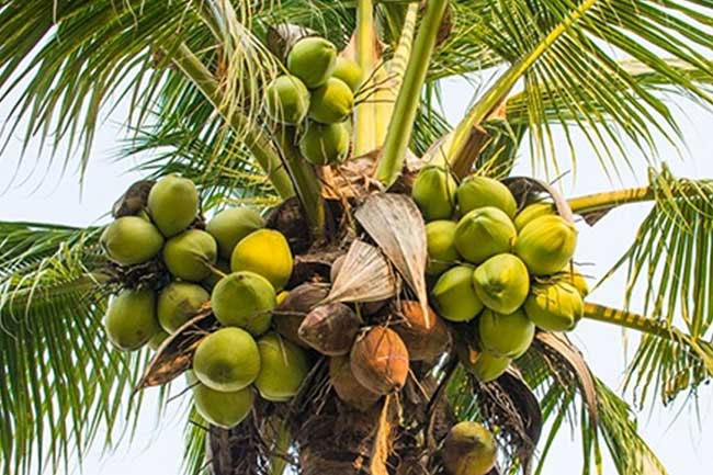 Jaffna to lead first phase of coconut pest eradication program