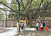 Bodh Gaya Bodhi tree in excellent health: Indian Scientists