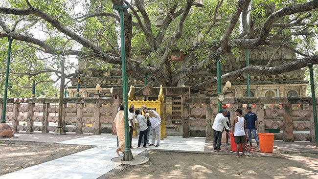 Bodh Gaya Bodhi tree in excellent health: Indian Scientists