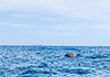 Two fishermen missing, four rescued after another boat capsizes in seas off Tangalle