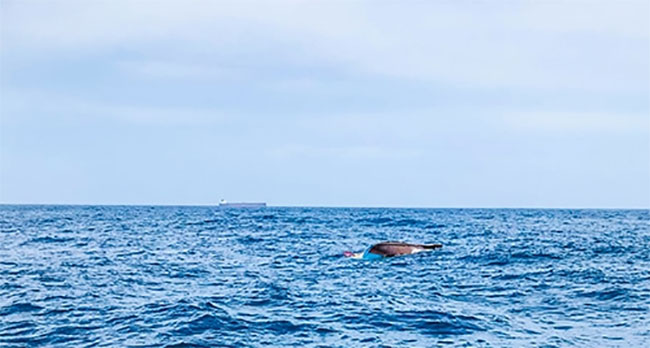 Two fishermen missing, four rescued after another boat capsizes in seas off Tangalle