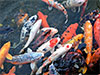 Authorities urged to revive ornamental fish industry